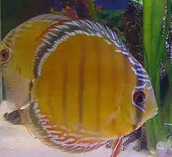 Brun diskus (Symphysodon haraldi)