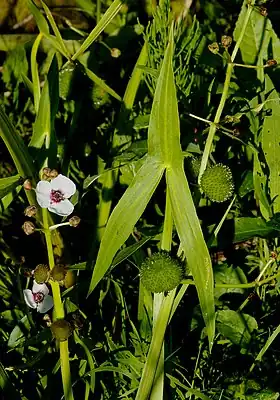 Almindelig Pilblad (Sagittaria sagittifolia).Foto: Christian Fischer