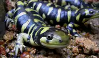 Tigersalamander (Ambystoma tigrinum)