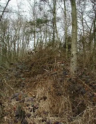 Seljepil som pionerskov.