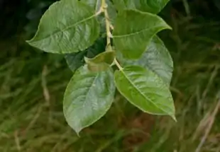 Gråpil (Salix cinerea).