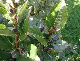 Spydpil (Salix hastata)