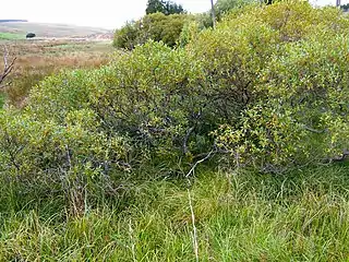 Femhannet Pil i Nordengland