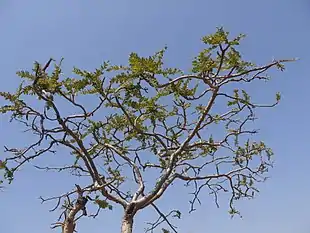 Indisk røgelsestræ (Boswellia serrata) Foto: Dinesh Valke via Flickr