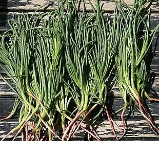 Salgsvaren af denne art af sodaurt kaldes ofte ”munkeskæg”.Foto: Stefan Proud