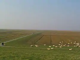 Saltenge ved Vesterhever