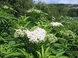 Foto: Jon Peli Oleaga