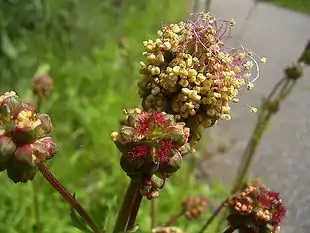 Bibernelle har usædvanlige blomster.