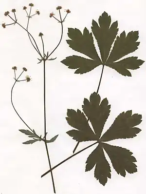 Sanikel (Sanicula europaea)