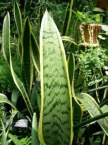 Svigermors skarpe tunge; bajonetplante.