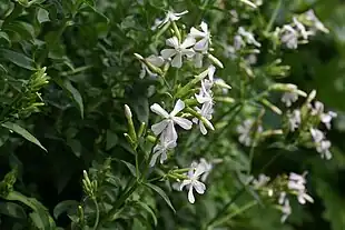 Sæbeurt (Saponaria officinalis)