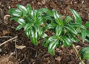 Sarcococca hookeriana