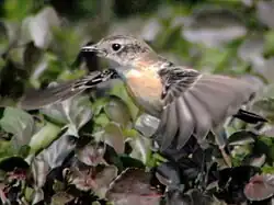 En bynkefugle-art, Saxicola stejnegeri - fra det nordøstlige Asien.