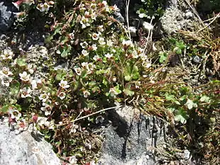 Bæk-Stenbræk i Upernavik, Grønland