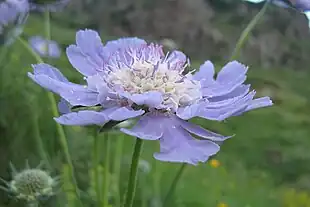 Kaukasisk skabiose (Scabiosa caucasica)