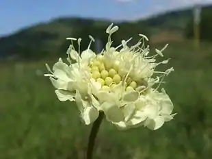 Gul skabiose (Scabiosa ochroleuca) Foto: Jerzy Opioła