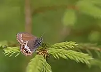 Herorandøje    Coenonympha hero