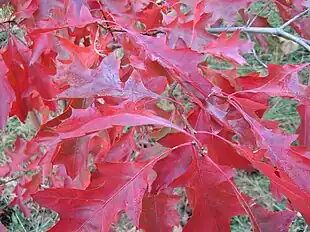 Foto: Anders Lagerås