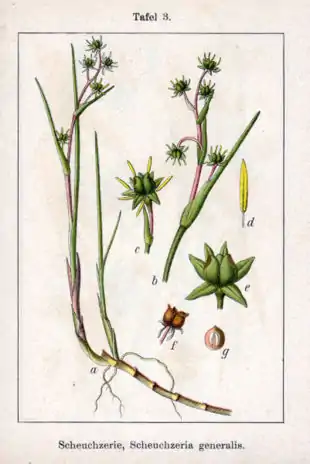 Scheuchzeria palustrisFra Deutschlands Flora in AbbildungenMaleri: Jacob Sturm, 1796