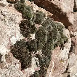 Grå Strålekransmos og Pude-Gråmos