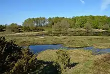 Rimmelsbjerg indlandsklit