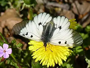 Mnemosyne   Parnassius mnemosyne