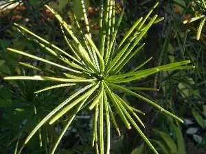Parasoltræets nåle sidder i kranse.
