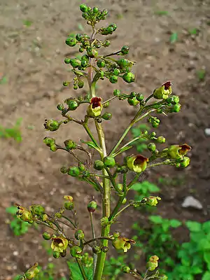 Knoldet brunrod (Scrophularia nodosa)