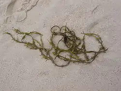 Blæretang Fucus vesiculosuspå Sild.