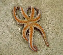 Søstjerne der ligger på "ryggen". Sugefødderne på armene er synlige, og munden sidder, hvor armene mødes. Foto: Yoshi, Fuerteventura 2004