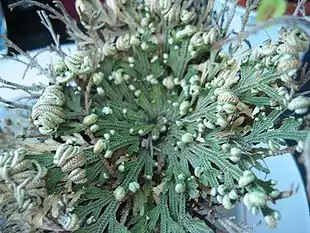 Jerikos Rose (Selaginella lepidophylla).
