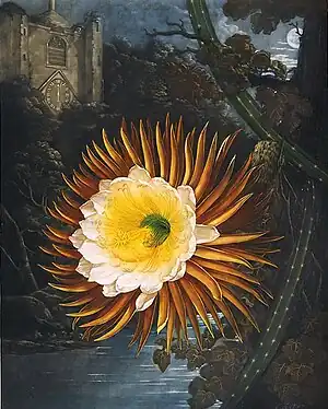 Nattens dronning (Selenicereus grandiflorus)