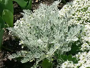 Sølv-Cineraria (Cineraria maritima).