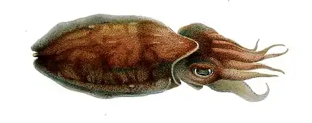 Sepia orbignyana (en)