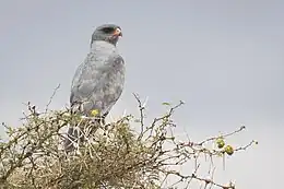 Mørk sanghøg i Serengeti, Tanzania