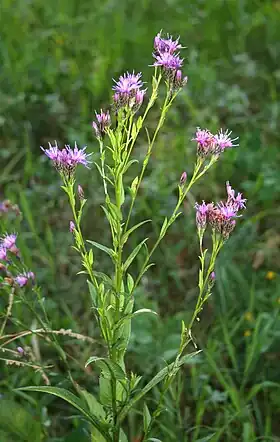 Engskær Foto: Franz Xaver