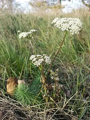 Seseli annuum - en enårig art af hjorterodFoto: Stefan Lefnaer