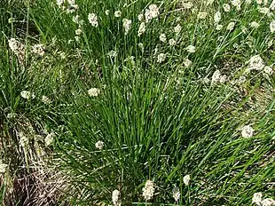 Mørk blåaks (Sesleria heufleriana) Foto: Jerzy Opioła