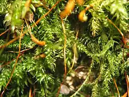 Stubpølsekapsel Herzogiella seligeri