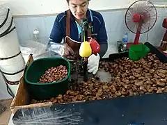 En kvinde som afskaller cashewnødder med en maskine i Thailand