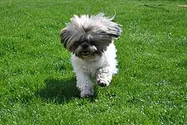 Shih tzu hvalp i løb