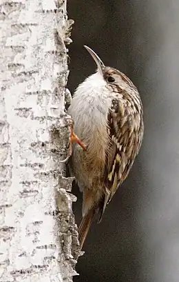 Korttået træløber  (Certhia brachydactyla)