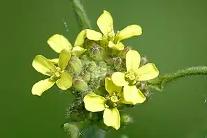 Rank vejsennep, (Sisymbrium officinale)