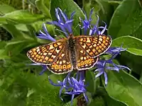 Hedepletvinge    Euphydryas aurinia