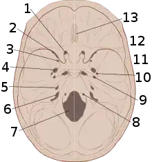 Skull interior anatomy