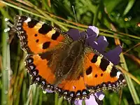Nældens takvinge  -   Aglais urticae