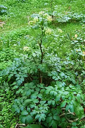 Smyrnium olusatrumFoto: Esculapio