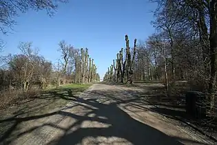 Midteralléen i Søndermarken med nystynede lindetræer, 2007