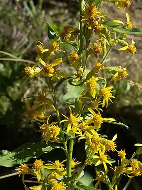 Foto: Stéphane Tasson