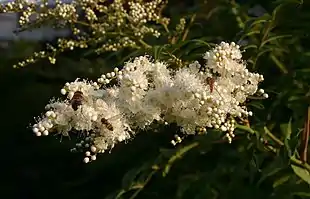 Filtet Tusindtop (Sorbaria tomentosa)Foto: Sten Porse